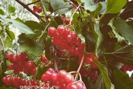 Калина красная – природное лекарство: полезные свойства и противопоказания Что лечит ягоды калина желтые